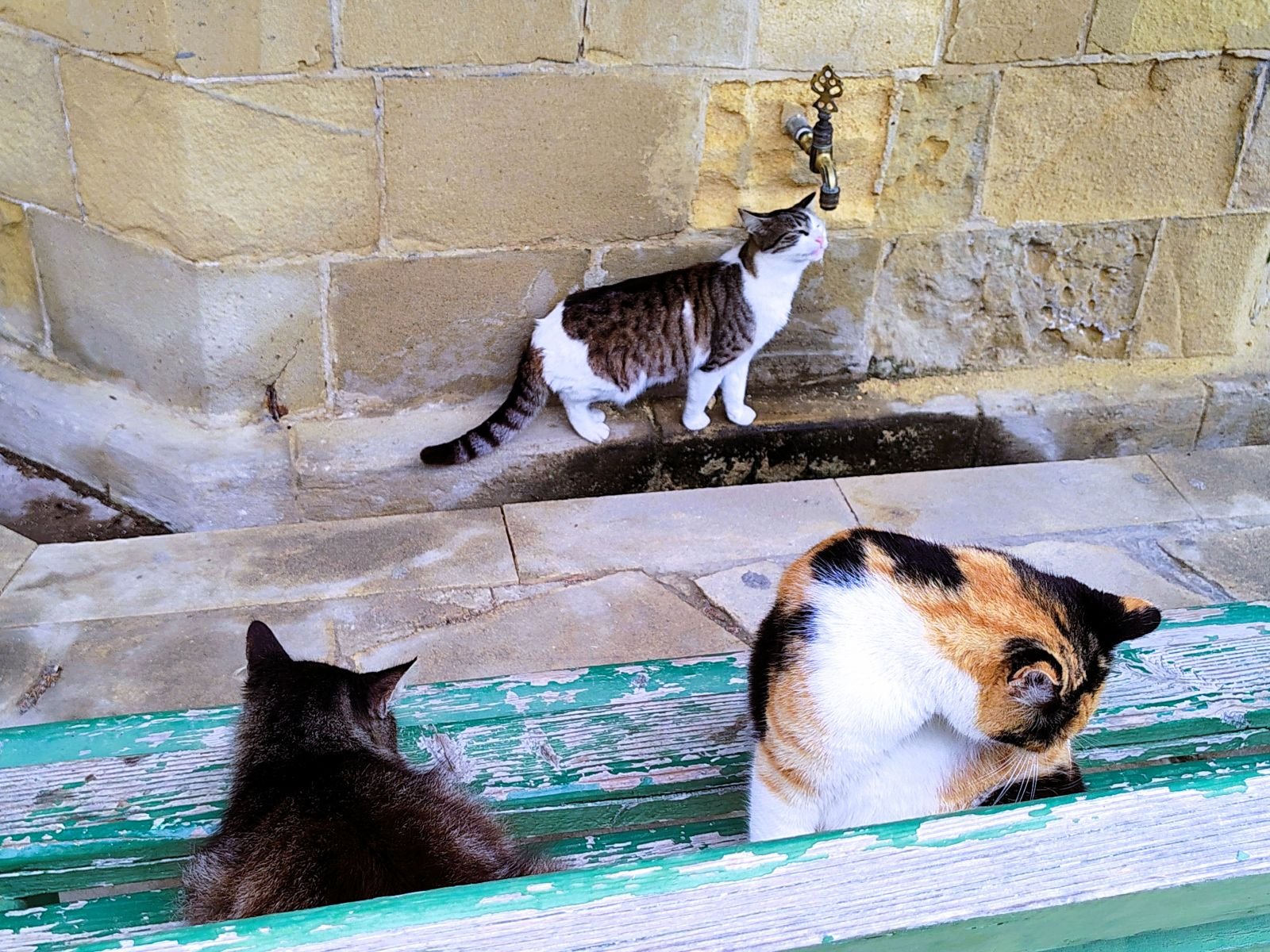 Котки пият вода от чешмата в двора на Хала Султан Теке, Ларнака